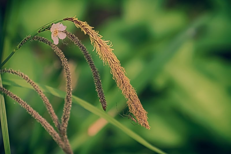 Botanical Mix