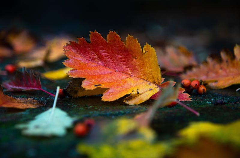Autumn Harvest