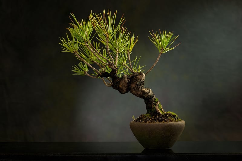 Zen Botanical Arrangement