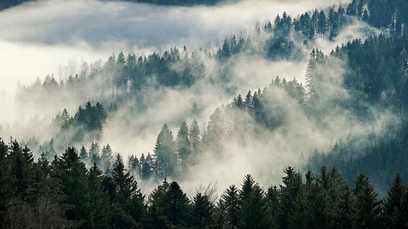 Woodland Scene