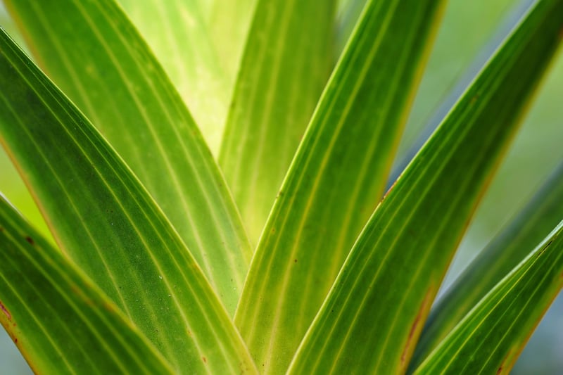 Summer Greens