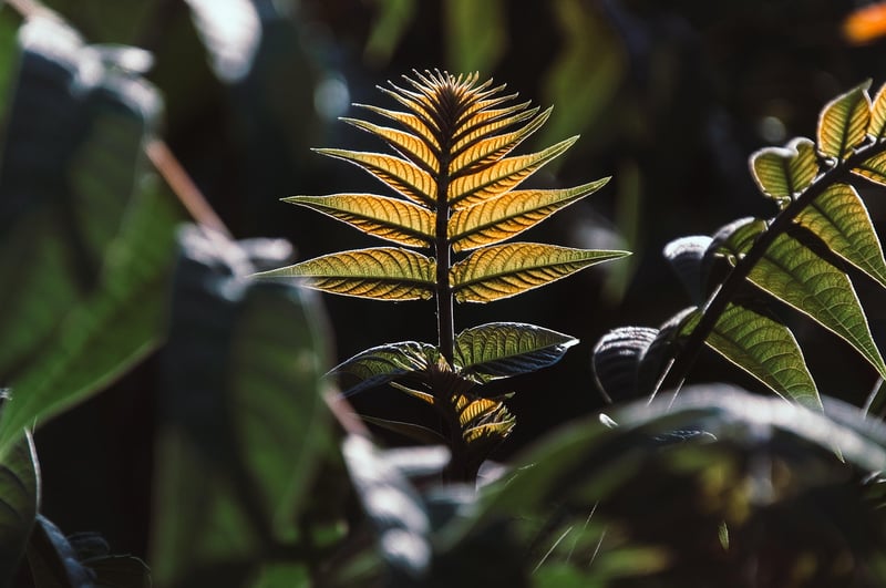 Summer Greenery