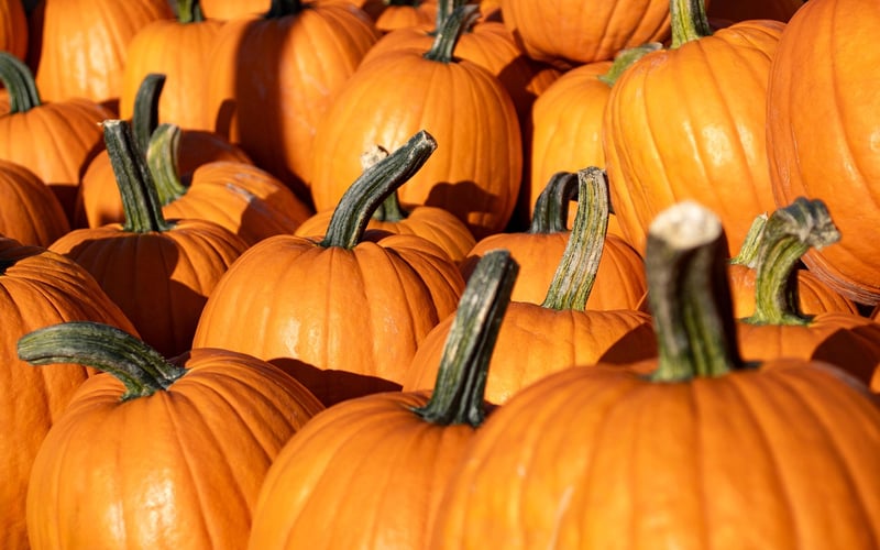 Autumn Harvest