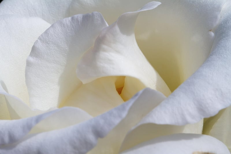 Sympathy Roses