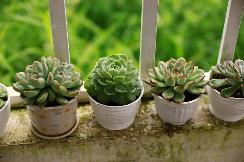 Succulent Arrangement