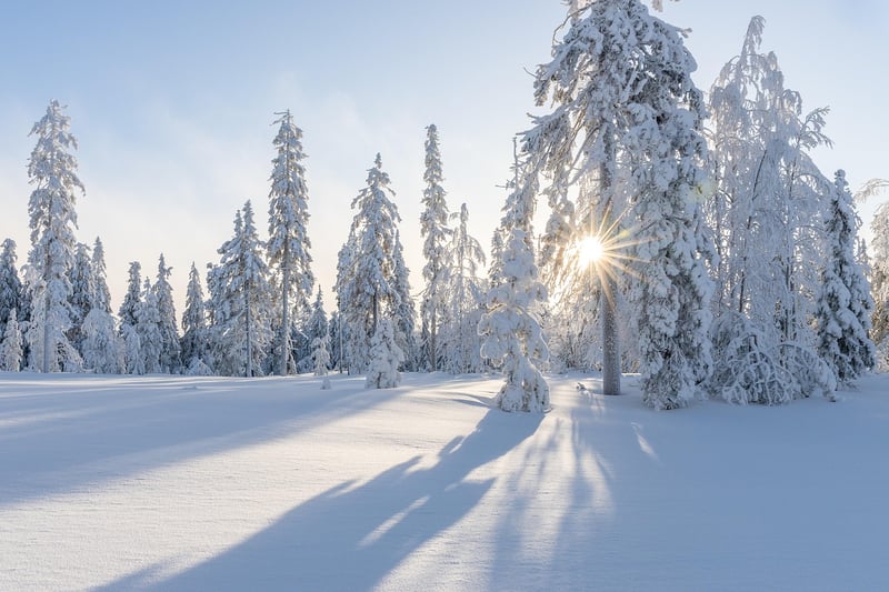 Winter Wonderland